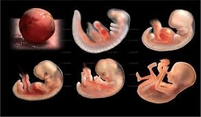 L’embryon humain : la victime silencieuse et innocente de la révision de la loi de bioéthique