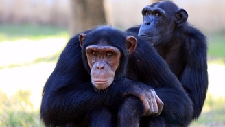 L'homme n'est-il qu'un singe plus évolué que les autres ? 