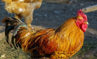 Savoie : une agricultrice visée par une plainte de sa voisine excédée par le bruit de poules