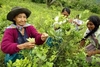 La Colombie revendique un nouveau record d’éradication de plants de coca