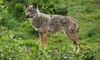 Alpes-Maritimes : le calvaire des éleveurs face aux attaques de loups
