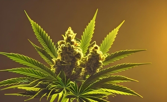 Ces nouveaux problèmes apparus dans les pays ayant décidé de légaliser le cannabis