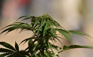 De nouvelles études soulignent le danger du « nouveau » cannabis