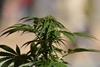 De nouvelles études soulignent le danger du « nouveau » cannabis