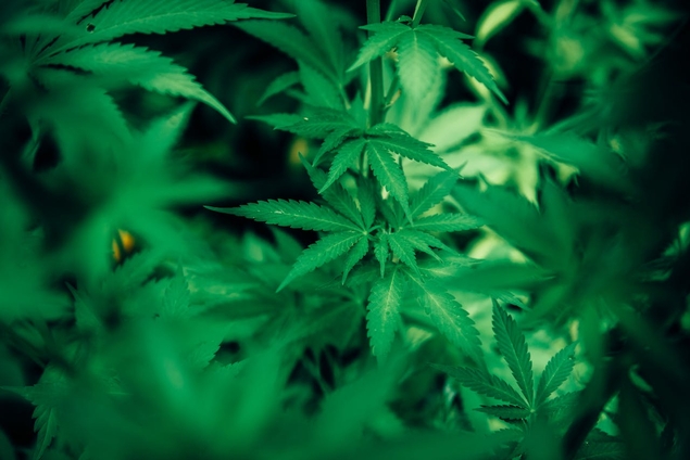 Légaliser le cannabis ? Une mauvaise idée. La preuve par le Canada