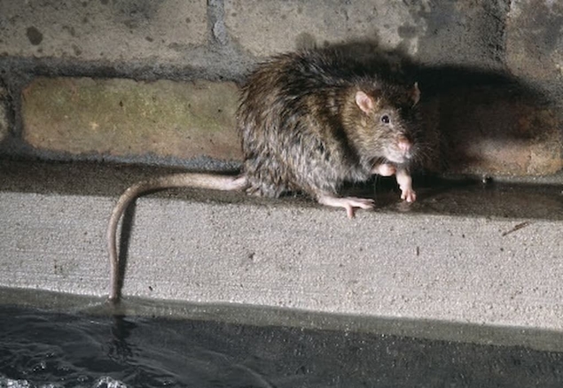 Prolifération des rats : la mairie écologiste de Bordeaux juge leur présence “indispensable”