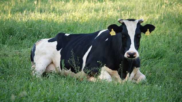 Sécheresse : la France va aussi manquer de lait. L’occasion d’une prise de conscience en faveur des éleveurs ?