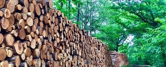 Trafic de bois : l’Etat ferme les yeux sur le pillage des forêts publiques françaises
