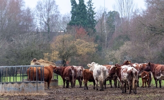 Yvelines : un agriculteur reçoit une lettre d’intimidation contre son élevage de vaches qui représente une “ruralité déplaisante”